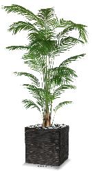 Palmier Areca artificiel H 270 cm sur tronc en pot