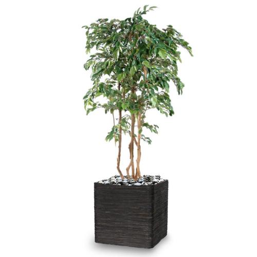 Ficus Natasja Artificiel multitroncs bois en pot H 150 cm Vert