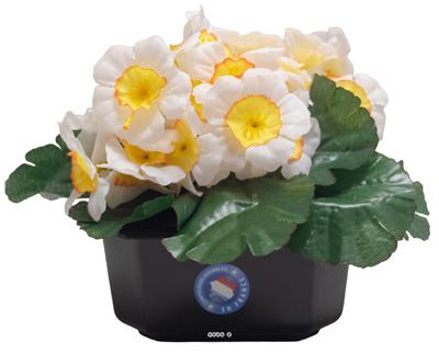 Composition fleurs artificielles cimetière pot carré primevères H17 cm D24 cm Blanc