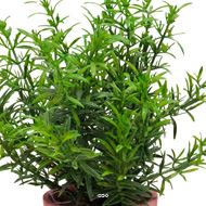 Herbe aromatique artificielle Romarin superbe de réalisme