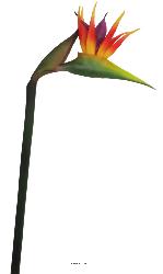Strelitzia Arabica artificiel H 62 cm oiseau du paradis tête latex