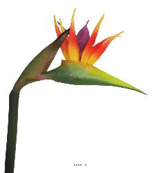 Strelitzia Arabica artificiel H 62 cm oiseau du paradis tête latex