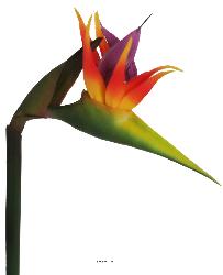 Strelitzia Arabica artificiel H 62 cm oiseau du paradis tête latex