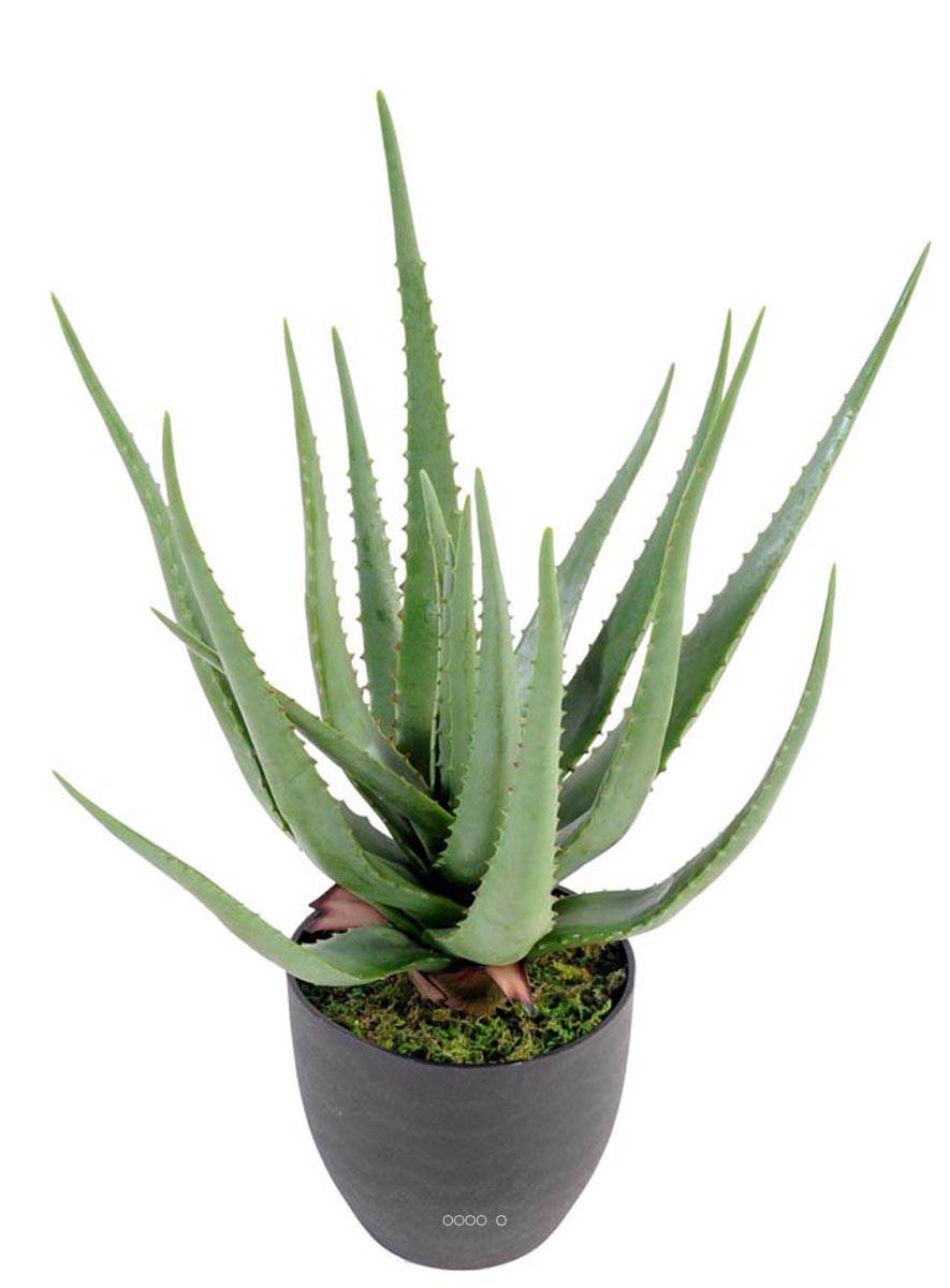 Cactus Opuntia Tardispina - Plante Grasse Résistante Au Froid (jusqu'à -20°C) - Bouture à Planter 15-25 Cm