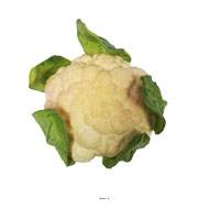 Choux fleur artificiel legume en mousse PU D 15 cm H 12 cm