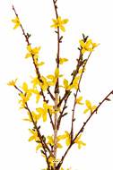 Branche de Forsythia artificiel Jaune H 88 cm 41 fleurs superbe