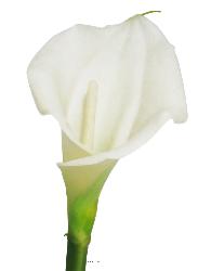 Arum calla artificiel, fleur touché réel, H 55 cm, Crème - BEST