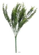 Setaire Isolepsis factice H35cm superbe buisson très dense en piquet