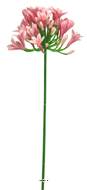Agapanthe artificielle en tige H75 cm, grande tête D 14 cm Rose - BEST