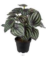 Peperomia fausse plante en pot lesté H25cmD20cm Top Qualité Blanc-vert