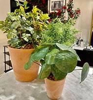 Plante Oreilles éléphant factice en pot H25cm D25cm feuilles tergal