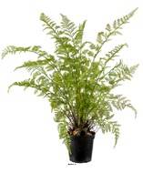 Fougère artificielle proliferum en pot H 80 cm Vert