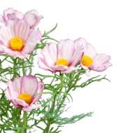 Cosmos fleuries artificielle en pot H 40 cm Pourpre-blanc
