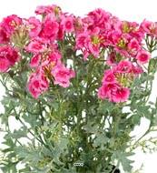 Verveine fleurie artificielle et feuillage en pot, H28 cm Rose soutenu