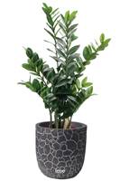 Zamioculcas artificiel en pot, H 90 cm, D 52 cm