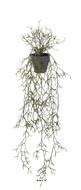 Rhipsalis cereuscula retombant en pot L 100 cm, D 28 cm