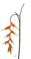 Branche d’Heliconia des Caraibes artificiel, L 96 cm - BEST