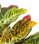 Croton artificiel en piquet 30 feuilles, H 40 cm Vert Rouge