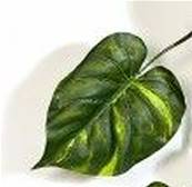 Guirlande de feuilles de pothos H 230 cm largeur 70 cm