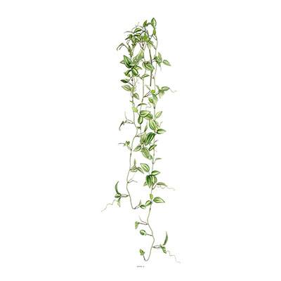 Jolie chute de tradescantia artificiel L 102 cm verte