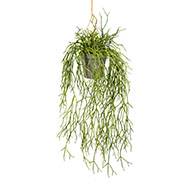 Fausse plante retombante rhipsalis L 60 cm vert