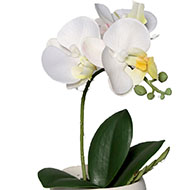 Adorable fausse orchidée coupe céramique H 16 cm Crème