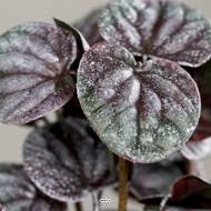 Peperomia artificiel Vert Pourpre 25 cm 35 feuilles plastique en piquet