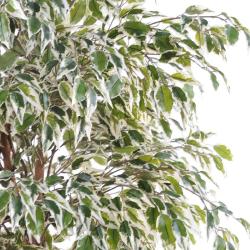 Ficus Benjamina Panache petite feuille tronc naturel H150cm Blanc-vert