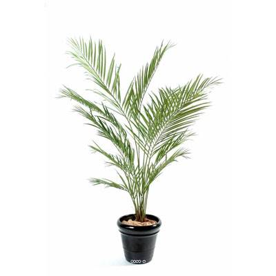 Palmier Artificiel Kentia H 150 cm D 90 cm en pot