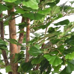 Gingko Artificiel Troncs bois naturels  H 180 cm D 110 cm en pot