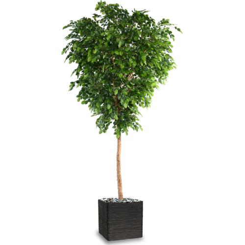 Hêtre Arbre Artificiel H 400 cm Tronc bois en pot