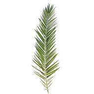 Set de 15 feuilles artificielles de Palmier Phoenix Canariensis L188 cm