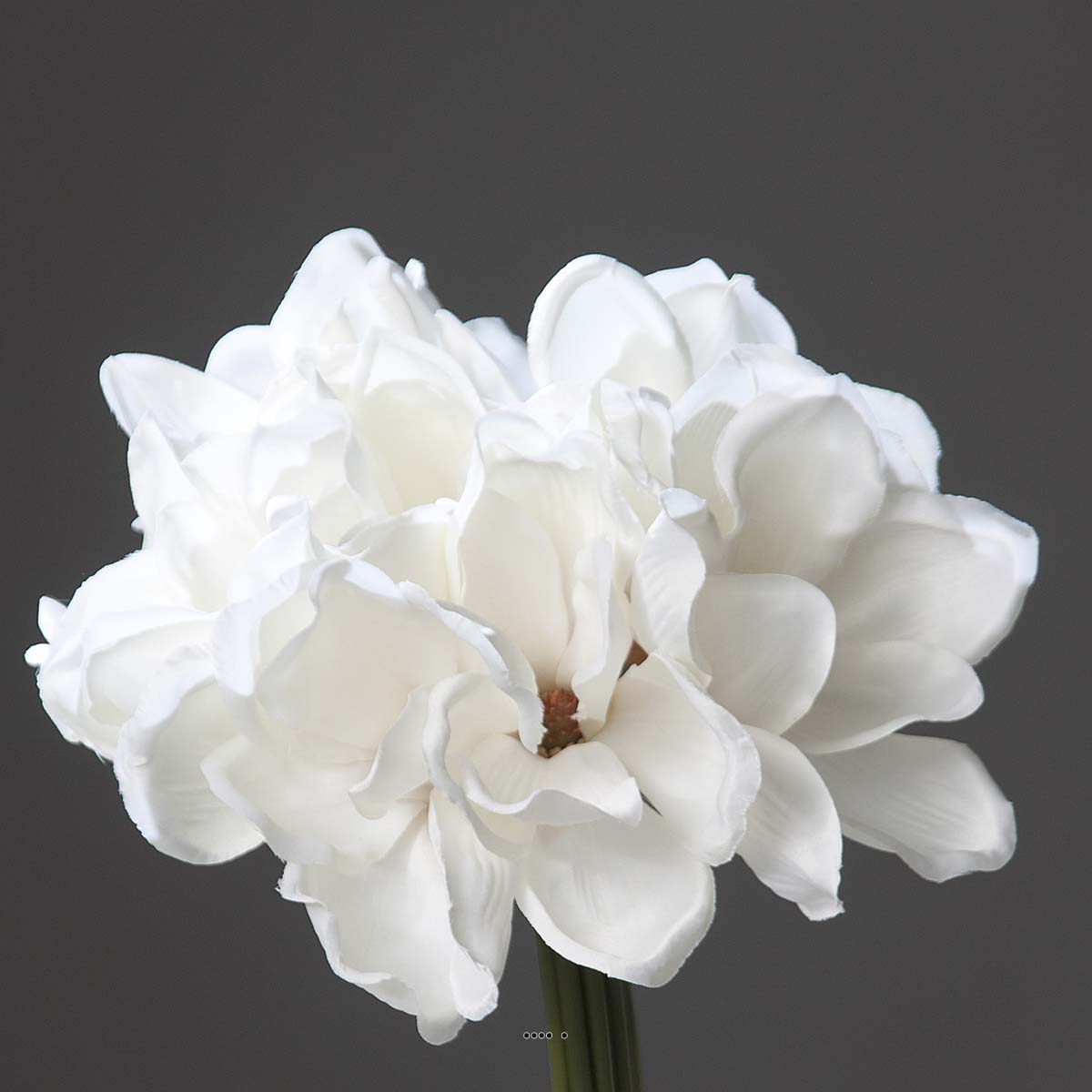 Bouquet de magnolias artificiels crème 7 têtes Hauteur 24 cm