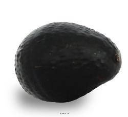 Avocat légume artificiel D6,50 cm et hauteur L10 cm sans lesté superbe