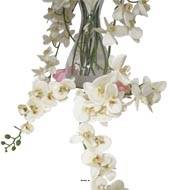 Orchidée en tige retombant H190cm 32 fleurons 5boutons fermés PE Crème