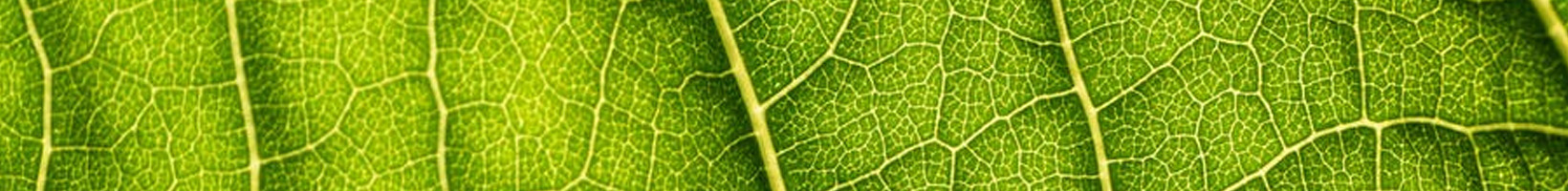plantes artificielles extérieur anti-UV