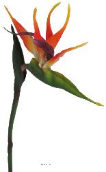 Strelizia Arabica artificiel H 80 cm oiseau du paradis tête latex