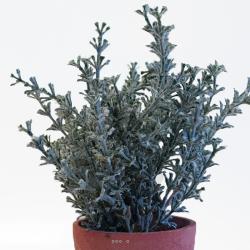 Herbe aromatique artificielle Thym superbe de réalisme