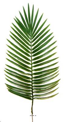 Feuille de palmier Phoenix X6 H 63 cm Plastique pour exterieur D 27 cm superbe
