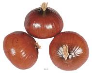 Oignon brun artificiel en lot de 3 en Plastique souffl� H 75x60 mm
