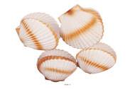 Coquille saint jacques artificielle X 4 en Plastique soufflé D 150 mm