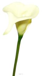 Arum calla fleur artificielle Champagne H 42 cm Superbe