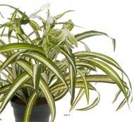 Chlorophytum plante artificielle en pot H 35 cm très dense