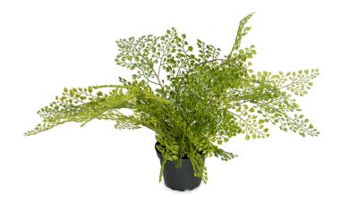 Adiantum plante verte artificielle en pot D 45 cm très originale