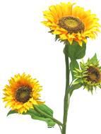 Tournesol artificiel en branche, 2 fleurs, un bouton, H 85 cm - BEST