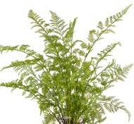 Fougère artificielle proliferum en pot H 80 cm Vert