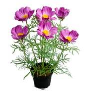 Cosmos fleuries artificielle en pot H 40 cm Pourpre-rose