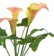 Arum calla artificiel en pot, 3 têtes de fleurs, H 40 cm Rose-orange