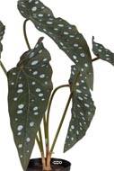 Begonia Maculata factice en pot, 5 grandes feuilles panachées, H35cm