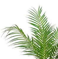 Palmier Areca artificiel, grandes palmes, en pot H 55 cm, D 48 cm